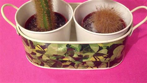 Comment Faire Pousser Un Cactus Le Règne Du Cactus | La Presse