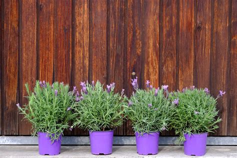Comment Planter De La Lavande Lavande En Pot Entretien-Culture-Interieur-Exterieur | Growing Lavender,  Lavender Garden, Lavender Plant
