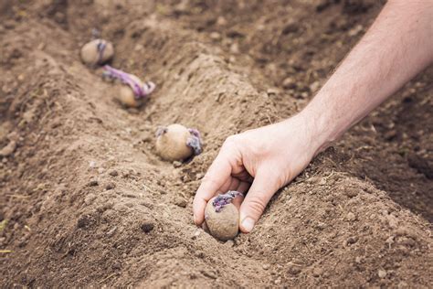 Comment Planter Une Pomme De Terre Planter Et Récolter La Pomme De Terre