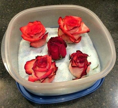 comment conserver une fleur dans un livre