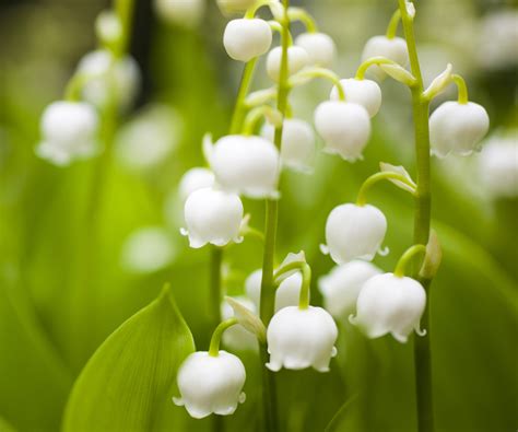 comment faire pousser du muguet