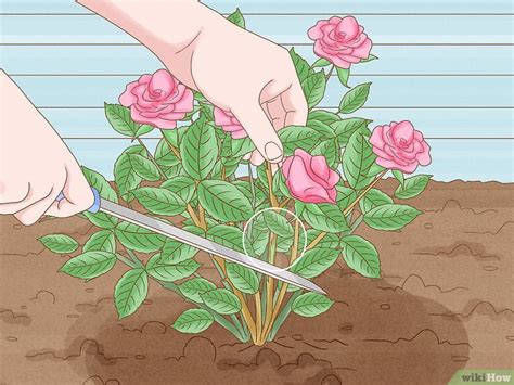 comment sauver un rosier