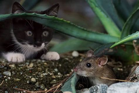 Votre chat se cache ? / Comportement du chat / Feliway