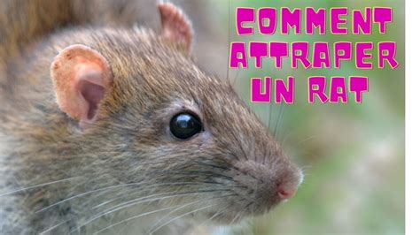 Piège à Rats,Piège à Rats Vivant Grand piège à rongeurs pour Attraper Les Souris, Les campagnols