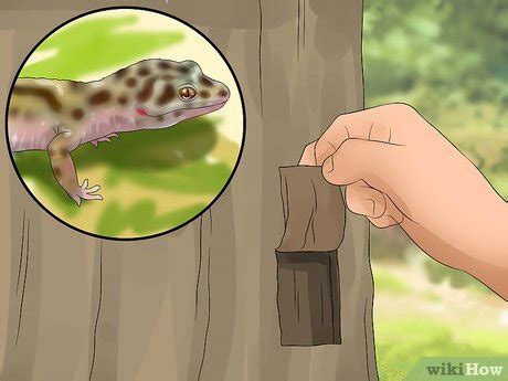Comment installer un enclos pour gecko léopard