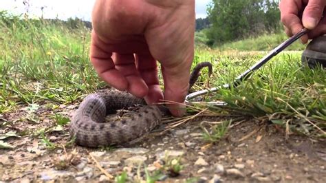 Une vipère ( bébé ) attraper se matin chez moi YouTube