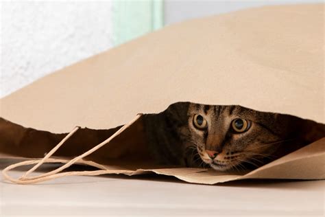 Sortir un chat de sa cage sans stress YouTube