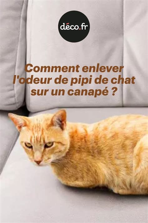 continuer représentant été nettoyer pipi de chat sur canapé tissu candidat fait Lappareil