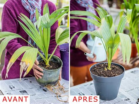 comment entretenir un palmier