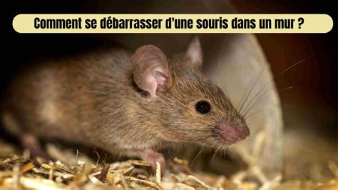 Comment se débarrasser des souris définitivement ? 4 solutions naturelles efficaces YouTube
