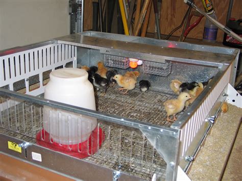 Commercial Brooder House