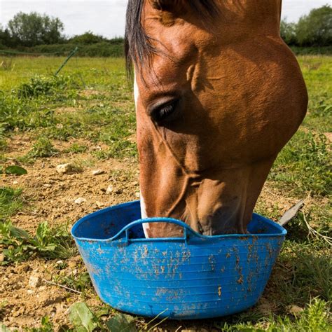 Commercial Feeds Examples