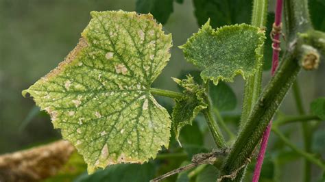Cucumber Diseases and Pests, Description, Uses, Propagation