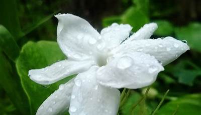 Common Flowering Plants In Kerala