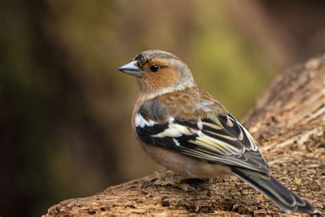10 most common garden birds in the UK How to identify each bird