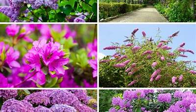 Common Landscape Flowering Plants