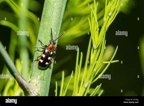 Common Asparagus Beetle