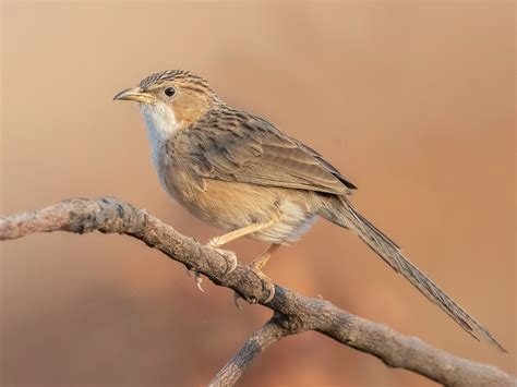 The Ultimate Guide to Common Babblers: From Identification to Conservation