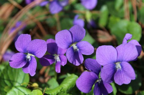 The Common Blue Violet: A Beautiful Addition To Your Garden