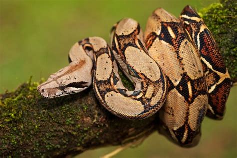common boa constrictor care