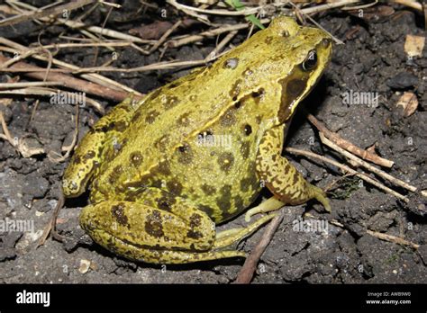 Common British Frogs