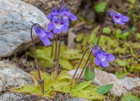 Common Butterwort