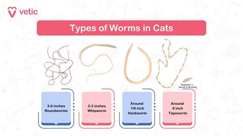 common cat parasites