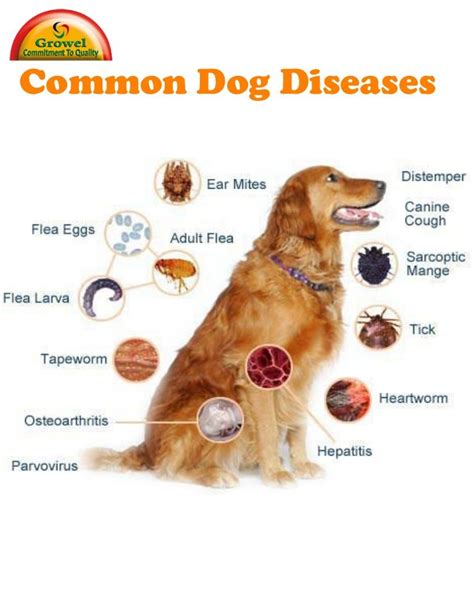 common diseases in older dogs