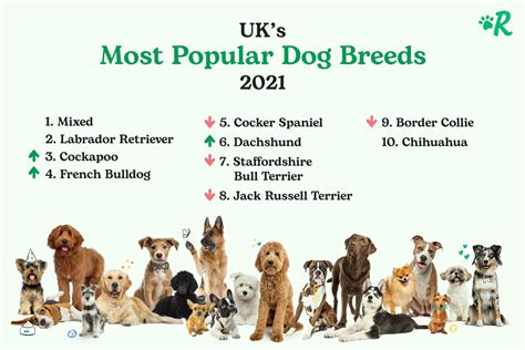 common dog breeds uk