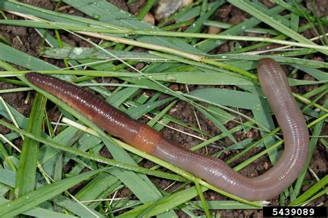 common earthworm for sale