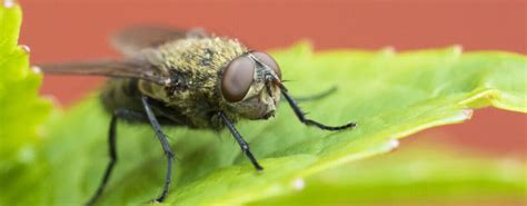Common Flies In Uk