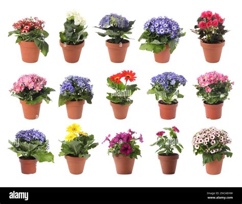 Common Flowers For Pots