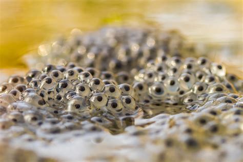 Common Frog Frogspawn