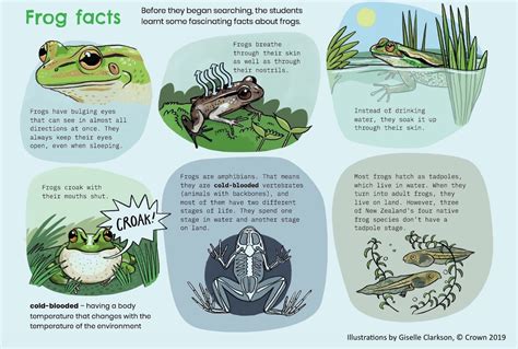 Common Frog Fun Facts