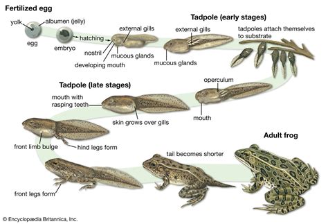 Common Frogs Length
