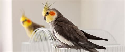 8 Types of Pet Birds Your Family Will Love Southern Living