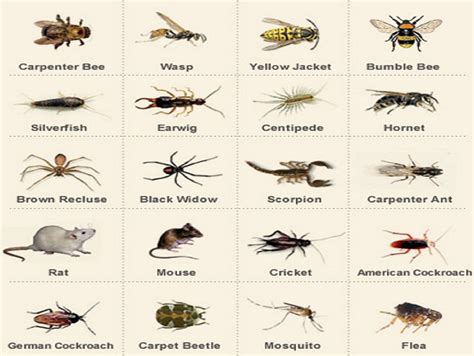 Here Are 9 Facts common house bugs in ohio Unveiling Their Tiny Secrets