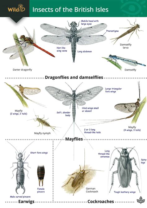 Common Insects In Uk