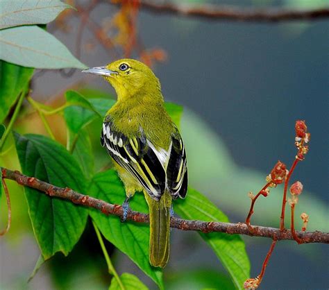 Learn 7 Details common iora secrets of this fascinating bird