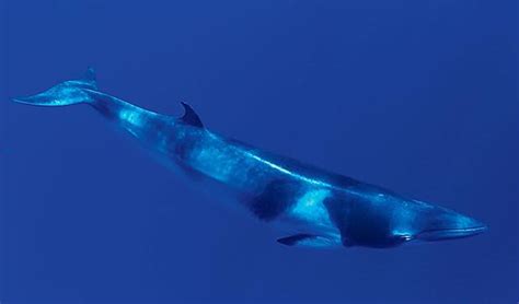 common minke whale habitat