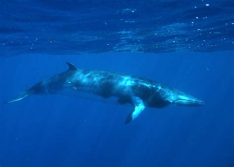 common minke whale size