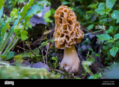 Common Morel Edible