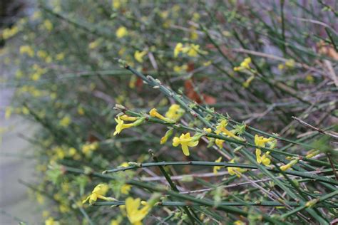 Common Name For Winter Jasmine