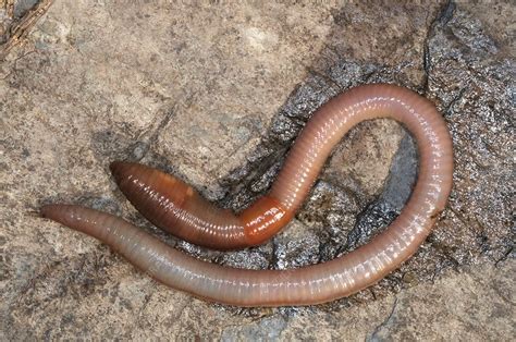 common name of earthworm