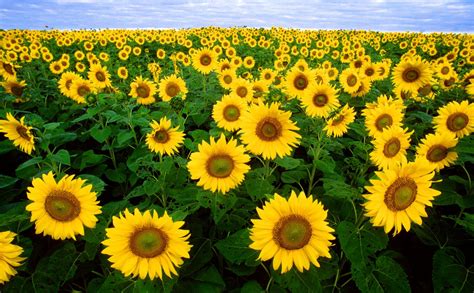 common name of sunflower