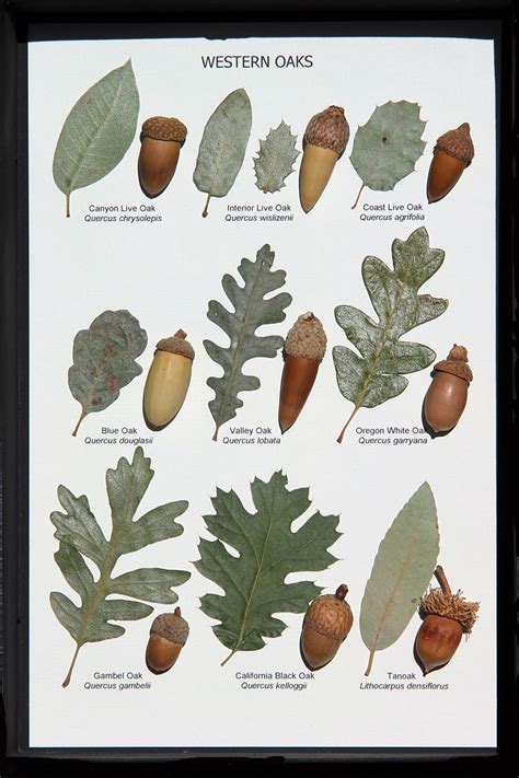 Common Oak Varieties and Their Growth Rates