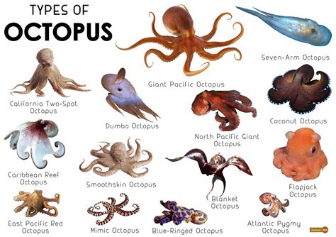 Common Octopus Characteristics