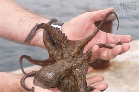 Common Octopus Venom