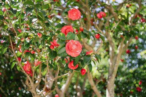 common problems and solutions for camellias