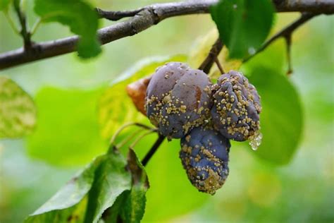Common Problems With Plum Trees